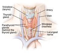 Illustration of the parathyroid glands and their location