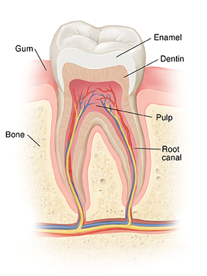 Cross section of tooth in bone showing enamel, dentin, pulp, and root canal.