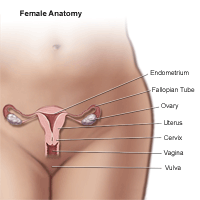 Illustration of the anatomy of the female pelvic area