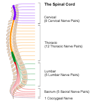 Anatomy of the spinal cord