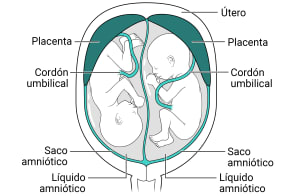 Dentro del útero, hay dos placentas con su propio saco amniótico, líquido amniótico y feto en su interior.