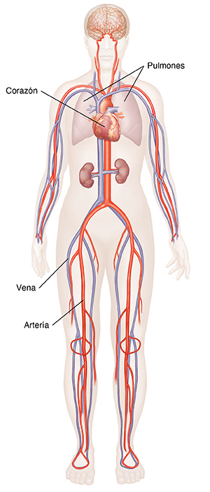 Vista frontal del cuerpo de una mujer donde se observan el corazón, las arterias y las venas.
