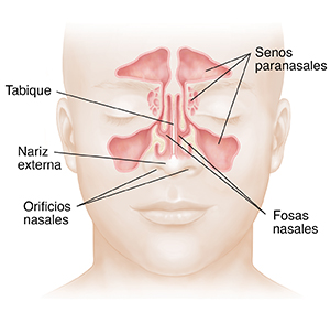 Vista frontal de una cara donde se ven la nariz, las fosas nasales y los senos paranasales.