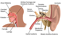 Anatomía del oído, la nariz y la garganta