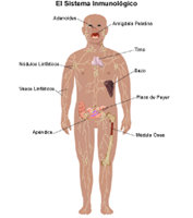 Anatomía del sistema inmunológico de un niño